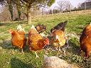 poules gite 64