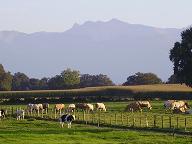 les vaches du b�arn (64)